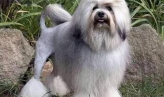 世界上最贵的狗 世界上最贵的狗