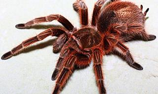 火玫瑰蜘蛛不吃东西能活多久 火玫瑰蜘蛛饲养方法