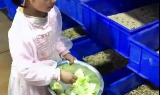 养殖蛋白虫骗了多少人 蛋白虫养殖是真的吗